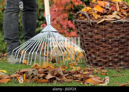 Une femme tombée jusqu'râteaux jardinier arbre feuilles de cerisier (Prunus) dans un panier tissé à partir d'un jardin pelouse dans le cadre de tâches d'entretien de pelouse d'automne - Octobre Banque D'Images