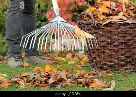 Une femme tombée jusqu'râteaux jardinier arbre feuilles de cerisier (Prunus) dans un panier tissé à partir d'un jardin pelouse dans le cadre de tâches d'entretien de pelouse d'automne - Octobre Banque D'Images