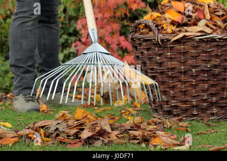 Une femme tombée jusqu'râteaux jardinier arbre feuilles de cerisier (Prunus) dans un panier tissé à partir d'un jardin pelouse dans le cadre de tâches d'entretien de pelouse d'automne - Octobre Banque D'Images