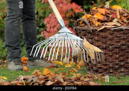 Une femme tombée jusqu'râteaux jardinier arbre feuilles de cerisier (Prunus) dans un panier tissé à partir d'un jardin pelouse dans le cadre de tâches d'entretien de pelouse d'automne - Octobre Banque D'Images