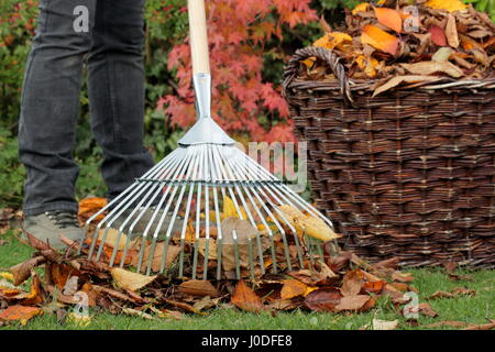 Une femme tombée jusqu'râteaux jardinier arbre feuilles de cerisier (Prunus) dans un panier tissé à partir d'un jardin pelouse dans le cadre de tâches d'entretien de pelouse d'automne - Octobre Banque D'Images