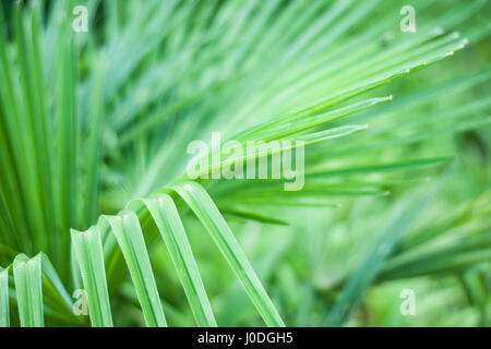 Feuilles de palmier. Résumé fond naturel vert Banque D'Images