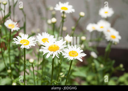 Dans un jardin de fleurs Daisy Banque D'Images