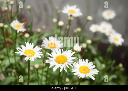 Dans un jardin de fleurs Daisy Banque D'Images