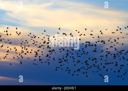 Les étourneaux volant dans le ciel nuit froide,la migration Banque D'Images