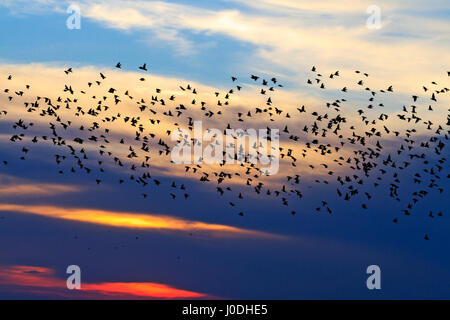 Les étourneaux volant dans le ciel du soir chaud,la migration Banque D'Images