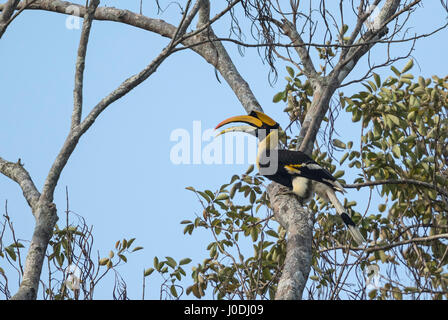 Grand Calao (Buceros bicornis), Seima Forêt protégée, province de Mondulkiri, Cambodge Banque D'Images