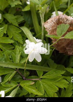 Un seul capitule blanc isolé, avec l'herbe à l'arrière-plan Banque D'Images