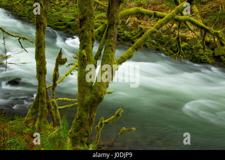 L'état de la rivière Nestucca, voie d'eau pittoresque rivière Nestucca National Back Country Byway, Oregon Banque D'Images