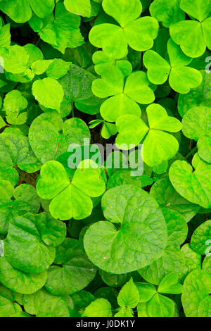 Le gingembre sauvage avec oxalis le long d'Alsea Falls Trail, les loisirs, l'Alsea Falls Site South Fork Alsea River National Back Country Byway, Oregon Banque D'Images