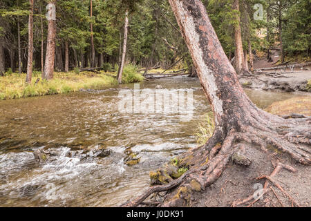 Arbre penché au-dessus du ruisseau de lave lors de chutes de neige dans le Parc National de Yellowstone, Wyoming, USA Banque D'Images