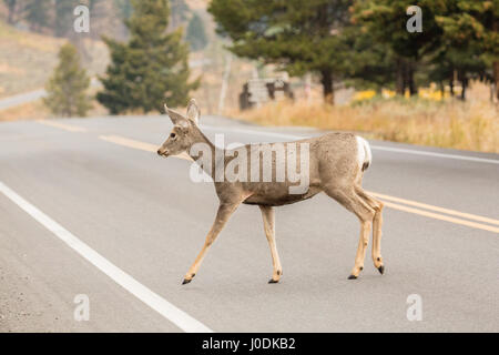 Le cerf de Virginie traversant une autoroute dans le Parc National de Yellowstone, Wyoming, USA Banque D'Images