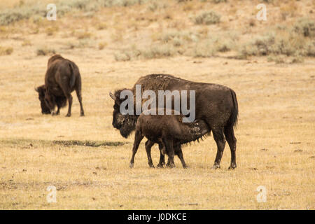 Bison américain calf infirmière dans le Parc National de Yellowstone, Wyoming, USA Banque D'Images