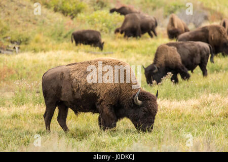 Troupeau de bisons américains le pâturage dans le Parc National de Yellowstone, Wyoming, USA Banque D'Images