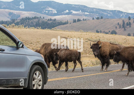 Grand mâle American Bison de bloquer les voitures de déménagement sur l'autoroute, de sorte que le troupeau peut traverser la route en toute sécurité, dans le Parc National de Yellowstone, Wyoming, U Banque D'Images