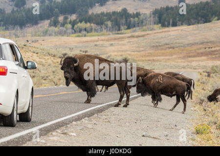 Grand mâle American Bison de bloquer les voitures de déménagement sur l'autoroute, de sorte que le troupeau peut traverser la route en toute sécurité, dans le Parc National de Yellowstone, Wyoming, U Banque D'Images