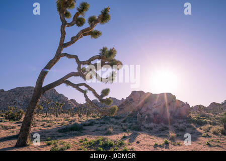 Paysage désertique et Joshua Trees tôt le matin. Joshua Tree National Park, Californie, USA. Banque D'Images