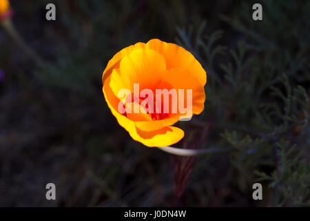 Coquelicot de Californie sur fond sombre Banque D'Images