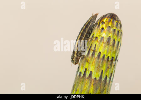 Les larves de hawker brun Banque D'Images