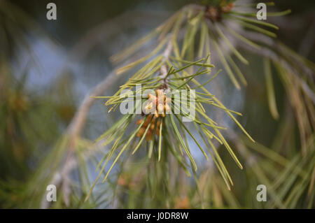 Cône de pin en fleurs dans la branche Banque D'Images