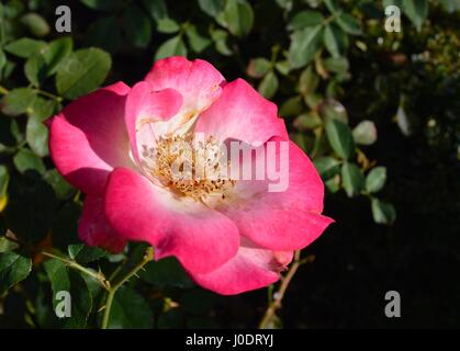 Fleur sauvage rose Banque D'Images