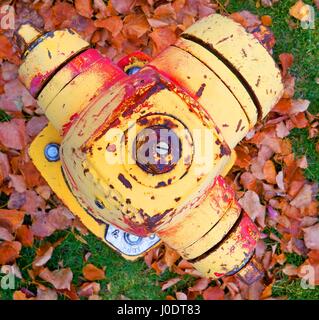 Une vue unique d'un poteau incendie jaune avec la décoloration de la peinture rouge parmi les feuilles d'automne Banque D'Images