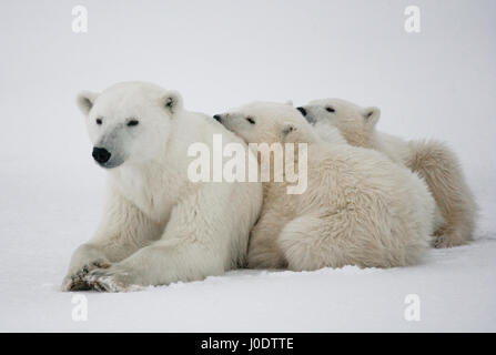 Avec un ours polaire d'oursons dans la toundra. Le Canada. Banque D'Images