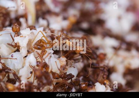 Les Œufs de fourmis avec des herbes Salade épicée sur fond de bois Banque D'Images