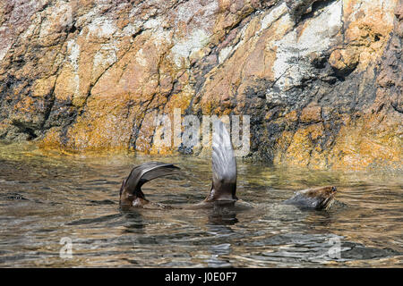 Belle Nouvelle Zélande Fur Seal sur reposant sur son dos en sons douteux en Nouvelle Zélande Banque D'Images