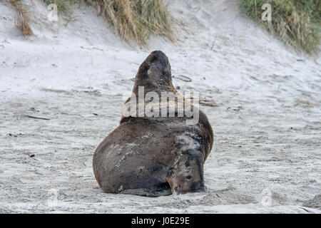 Big brown sea lion sitting on beach Banque D'Images