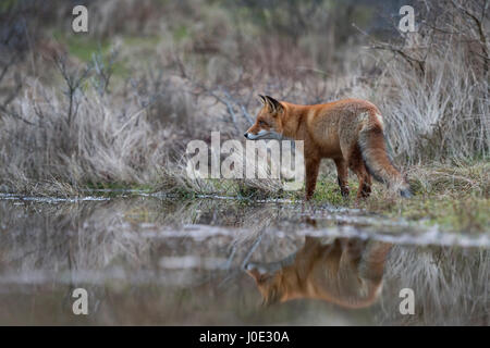 Red Fox / Rotfuchs ( Vulpes vulpes ) la chasse à un plan d'eau, debout au bord d'un petit étang, à l'image sur la surface de l'eau était claire. Banque D'Images