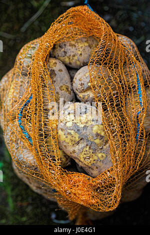 Tas de pommes de terre crues en sac jaune Banque D'Images