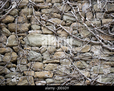 Arrière-plan ou la texture. Sur l'ancien mur réducteur morts. Peut-être que le lierre. Banque D'Images