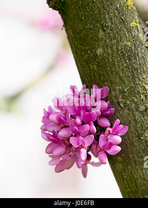 Cercis siliquastrum. Arbre de Judée. Les fleurs peuvent former directement sur le tronc, les branches principales. Banque D'Images