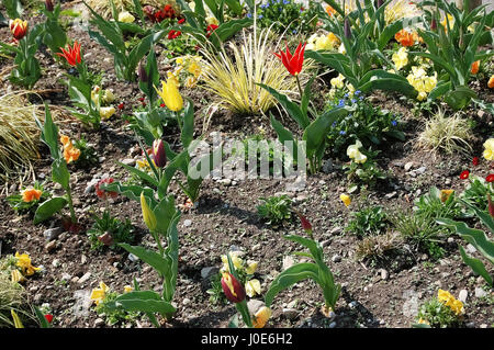 Tulipes rouges et jaunes au printemps sur le parterre. Banque D'Images