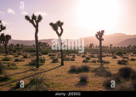 Paysage désertique et Joshua Trees photographié avant le coucher du soleil. Joshua Tree National Park, Californie, USA. Banque D'Images