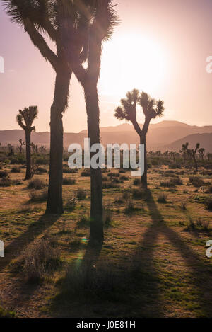 Paysage désertique et Joshua Trees photographié avant le coucher du soleil. Joshua Tree National Park, Californie, USA. Banque D'Images