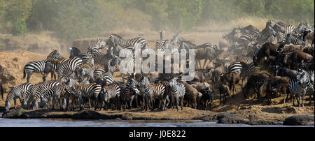 Grand troupeau de zèbres debout devant la rivière. Kenya. Tanzanie. Parc national. Serengeti. Maasai Mara. Banque D'Images