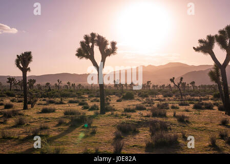 Paysage désertique et Joshua Trees photographié avant le coucher du soleil. Joshua Tree National Park, Californie, USA. Banque D'Images