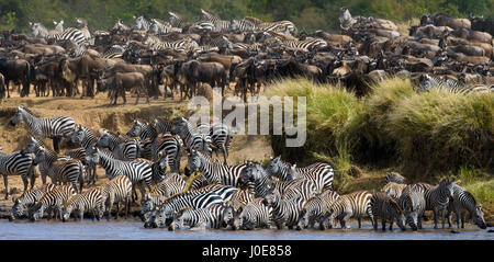 Grand troupeau de zèbres debout devant la rivière. Kenya. Tanzanie. Parc national. Serengeti. Maasai Mara. Banque D'Images