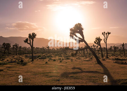 Paysage désertique et Joshua Trees photographié avant le coucher du soleil. Joshua Tree National Park, Californie, USA. Banque D'Images