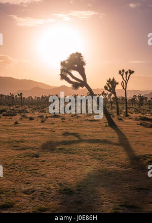 Paysage désertique et Joshua Trees photographié avant le coucher du soleil. Joshua Tree National Park, Californie, USA. Banque D'Images