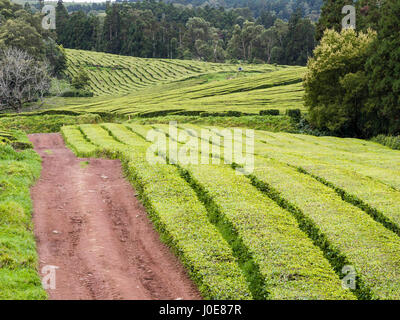 Marche à travers une plantation de thé. Une route de terre et de lignes ondulées de théiers fournir la verdure pour une courte randonnée par une paire de marcheurs. Banque D'Images