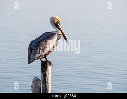 Pélican brun sur un post. Un grand pélican brun soleils lui-même tôt le matin soleil sur un quai poster dans le port de Rio Lagartos. Banque D'Images