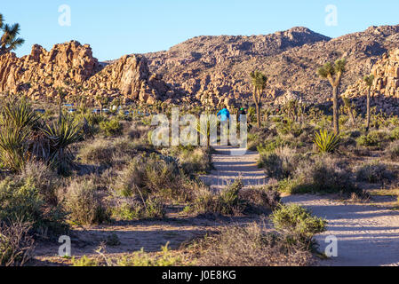 Paysage désertique sur le sentier Scout tôt le matin. Joshua Tree National Park, Californie, USA. Banque D'Images