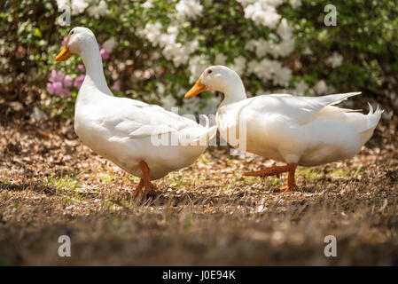 Deux canards blancs explorer parmi les azalées à l'Azalea Festival à Muskogee en Oklahoma. (USA) Banque D'Images