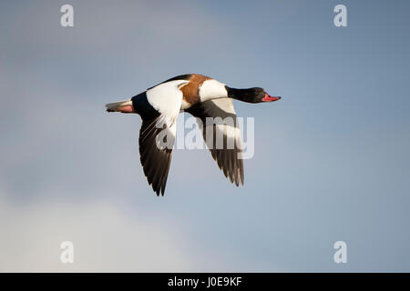 Tadorne de belon (Tadorna tadorna) en vol, femme, Claj Marais, Norfolk, Angleterre Banque D'Images