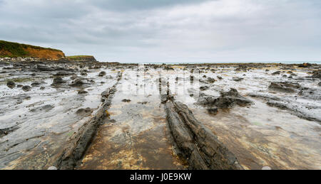 Les souches d'arbres pétrifiés, Forêt Pétrifiée, Curio Bay, région de Southland, Southland, Nouvelle-Zélande, Océanie Banque D'Images