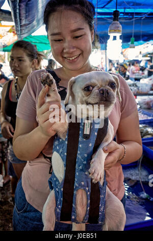 Chien. Femme portant son animal de compagnie dorloté Pug dans un harnais. Thaïlande Asie du Sud-est Banque D'Images