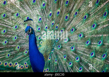 Les plumes de paon se déploient en Banque D'Images